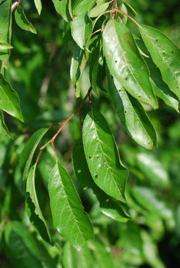 {Prunus munsoniana}